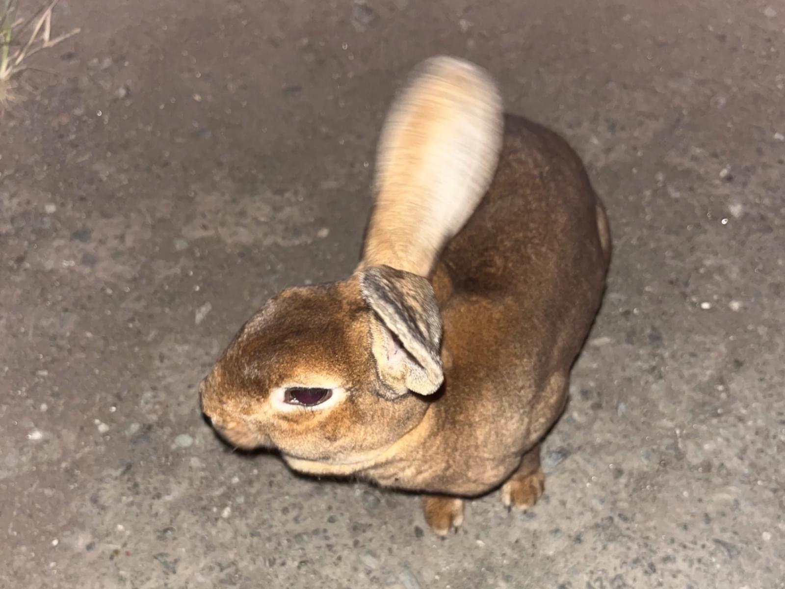 目撃されたペット