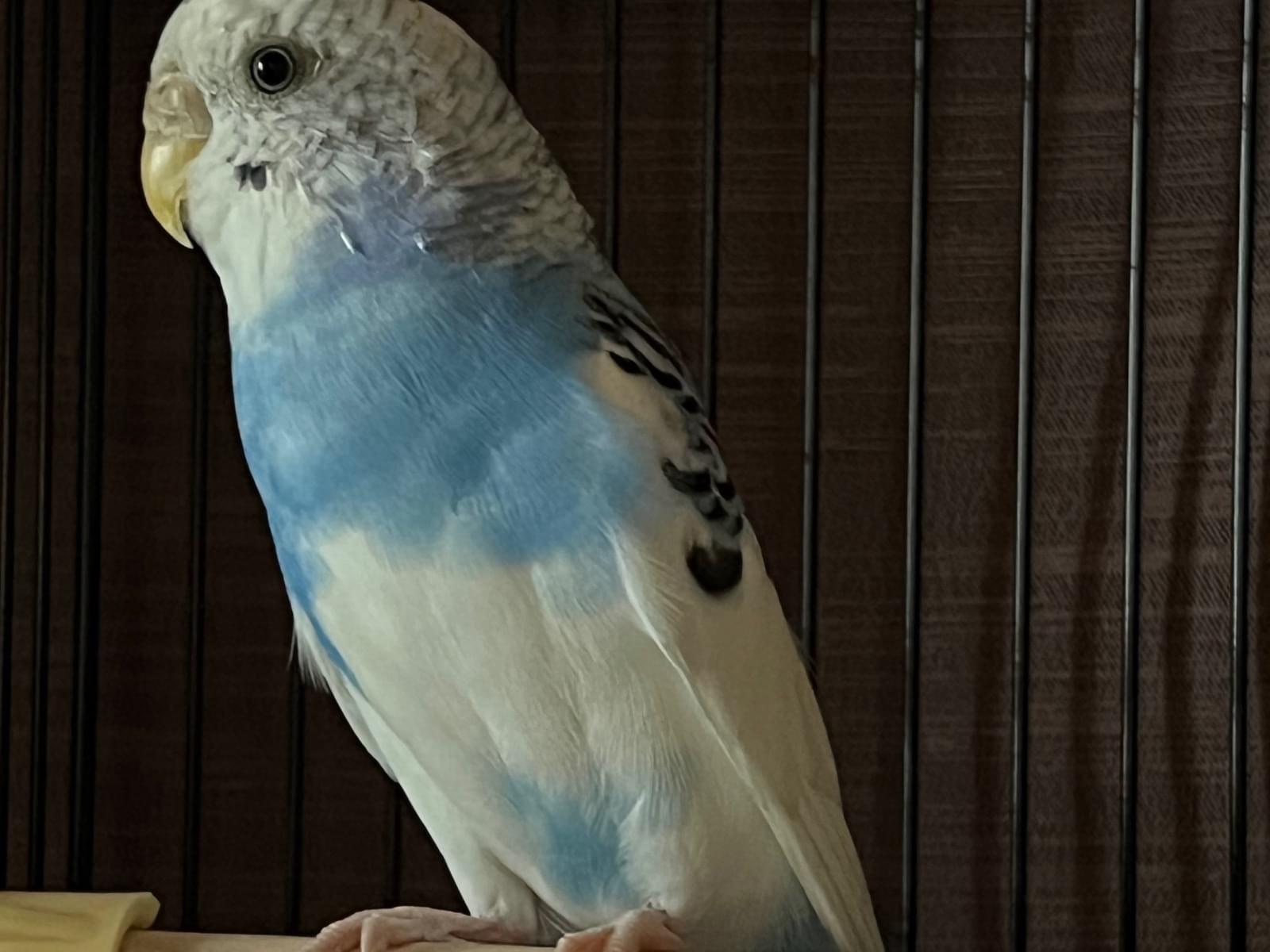 保護された鳥 保護された鳥