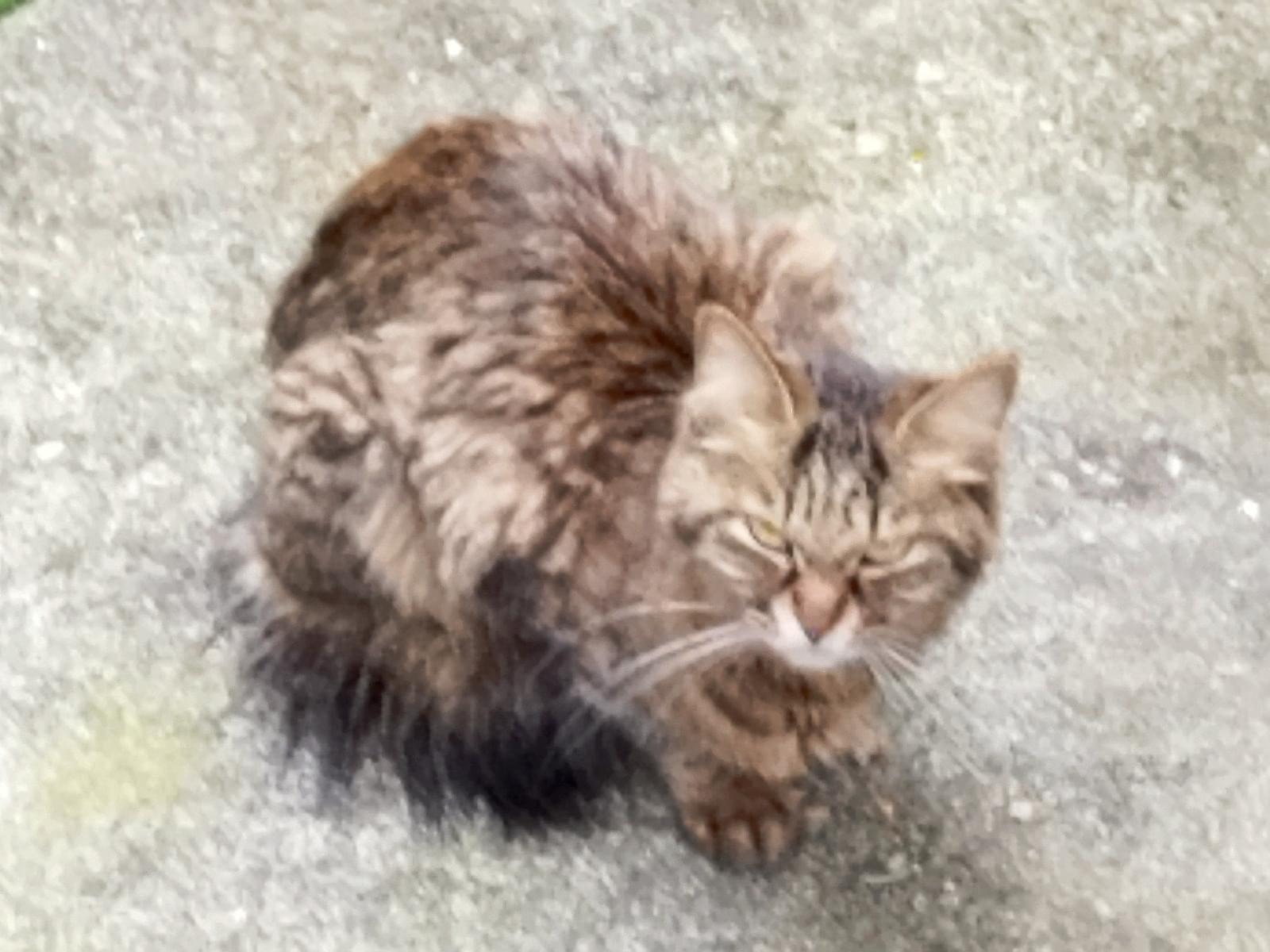 目撃された猫
