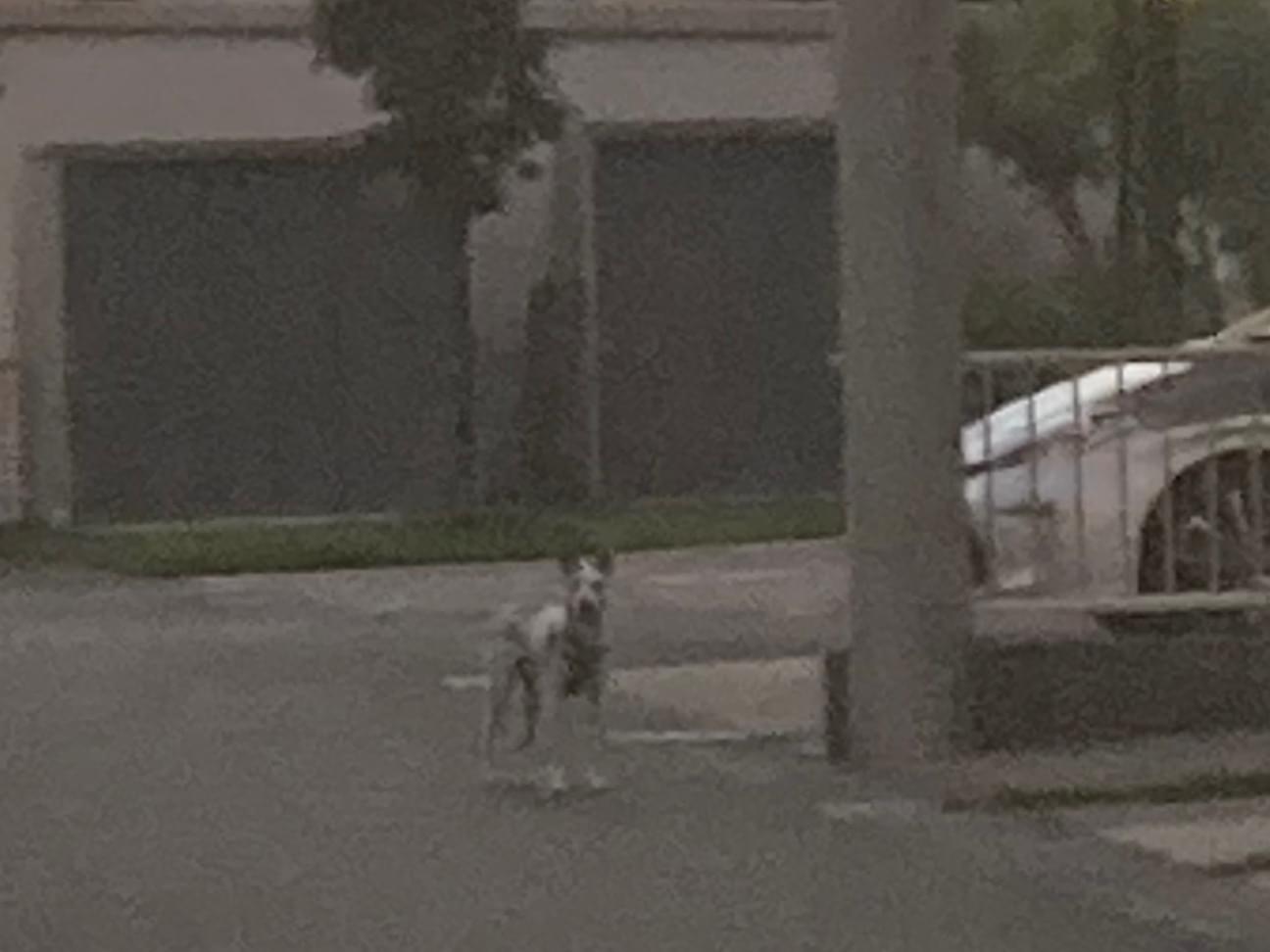 目撃された犬 目撃された犬