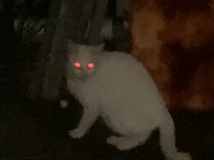 目撃された猫