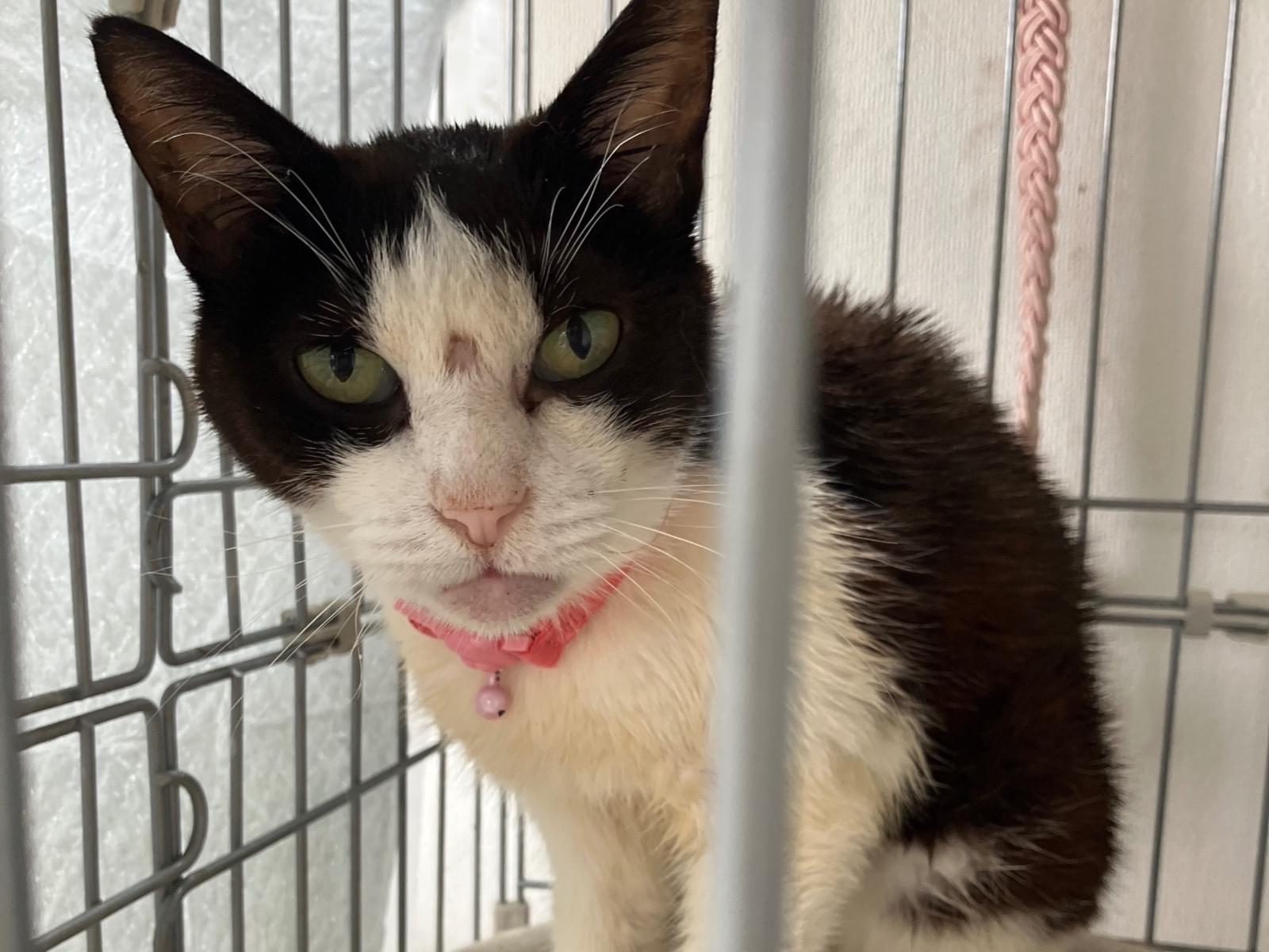 保護された猫 保護された猫