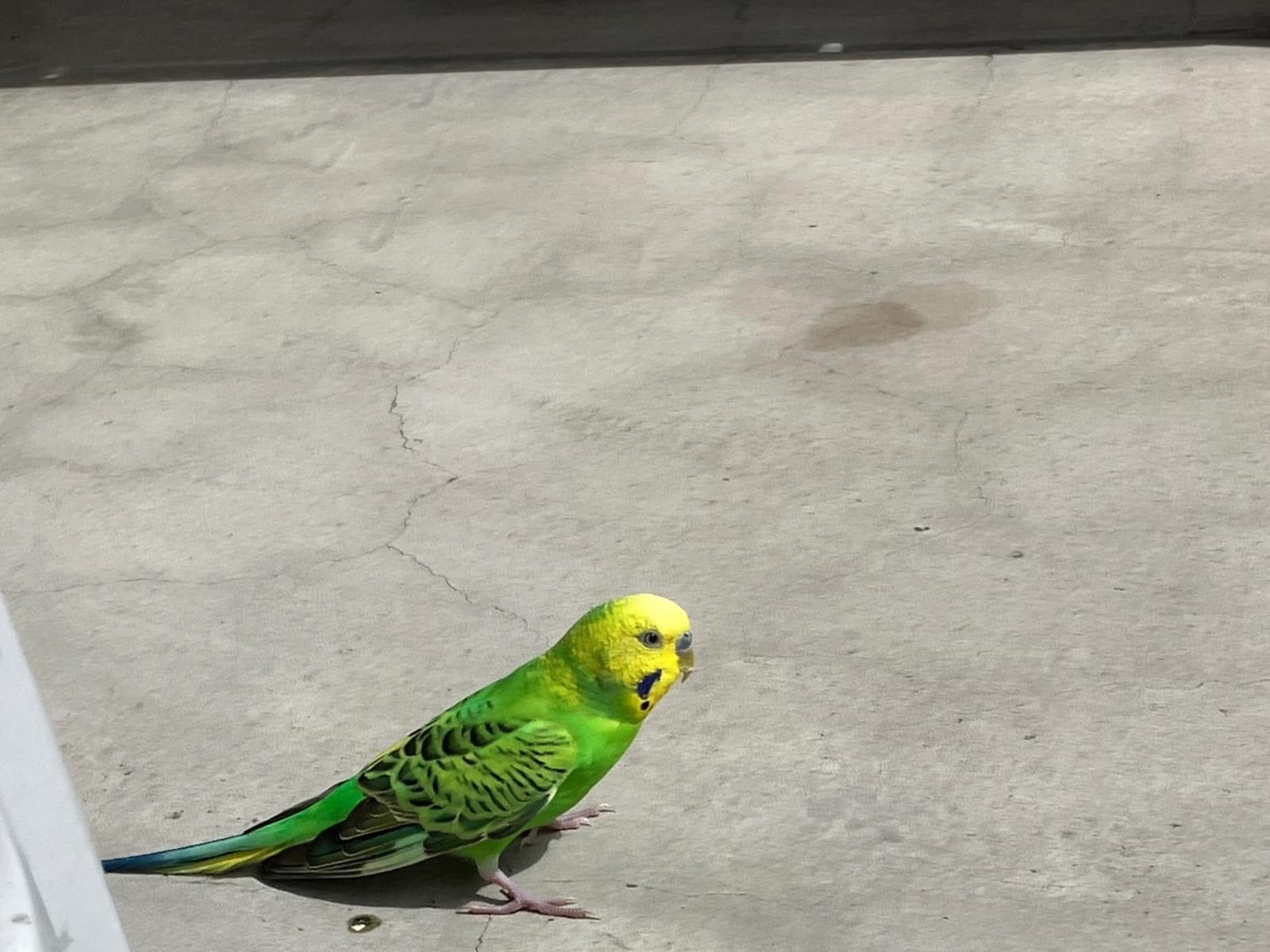 目撃された鳥 目撃された鳥