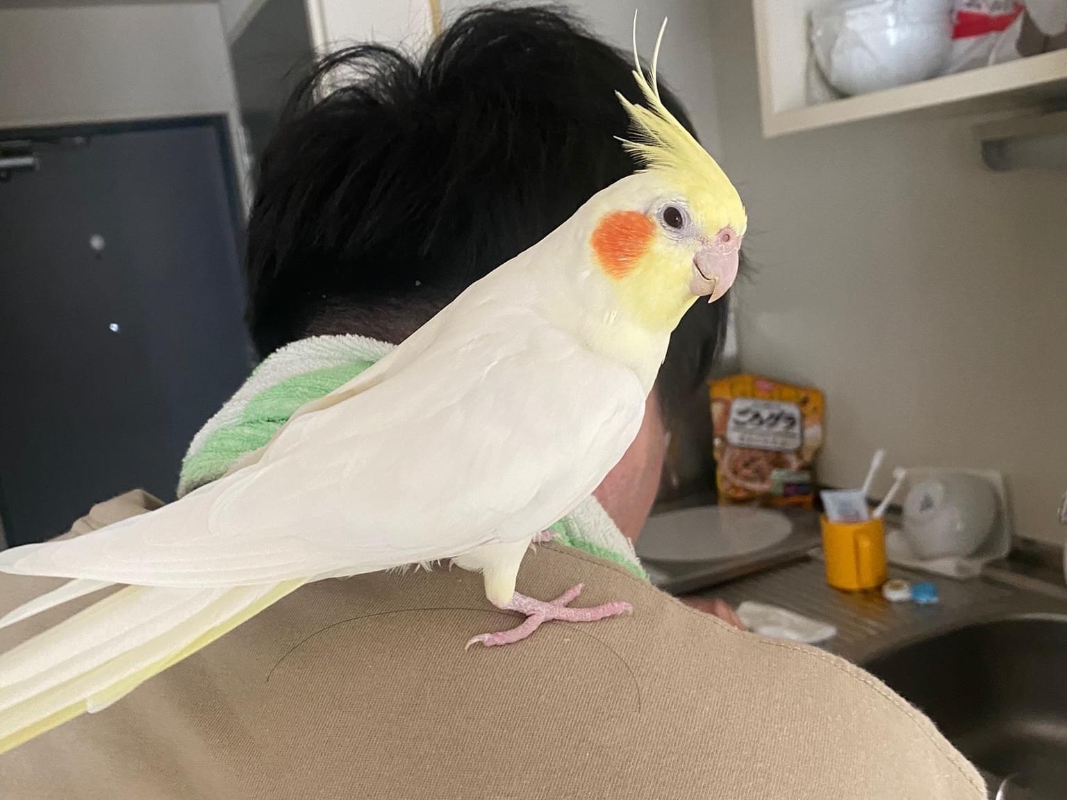 りんごちゃん りんごちゃん