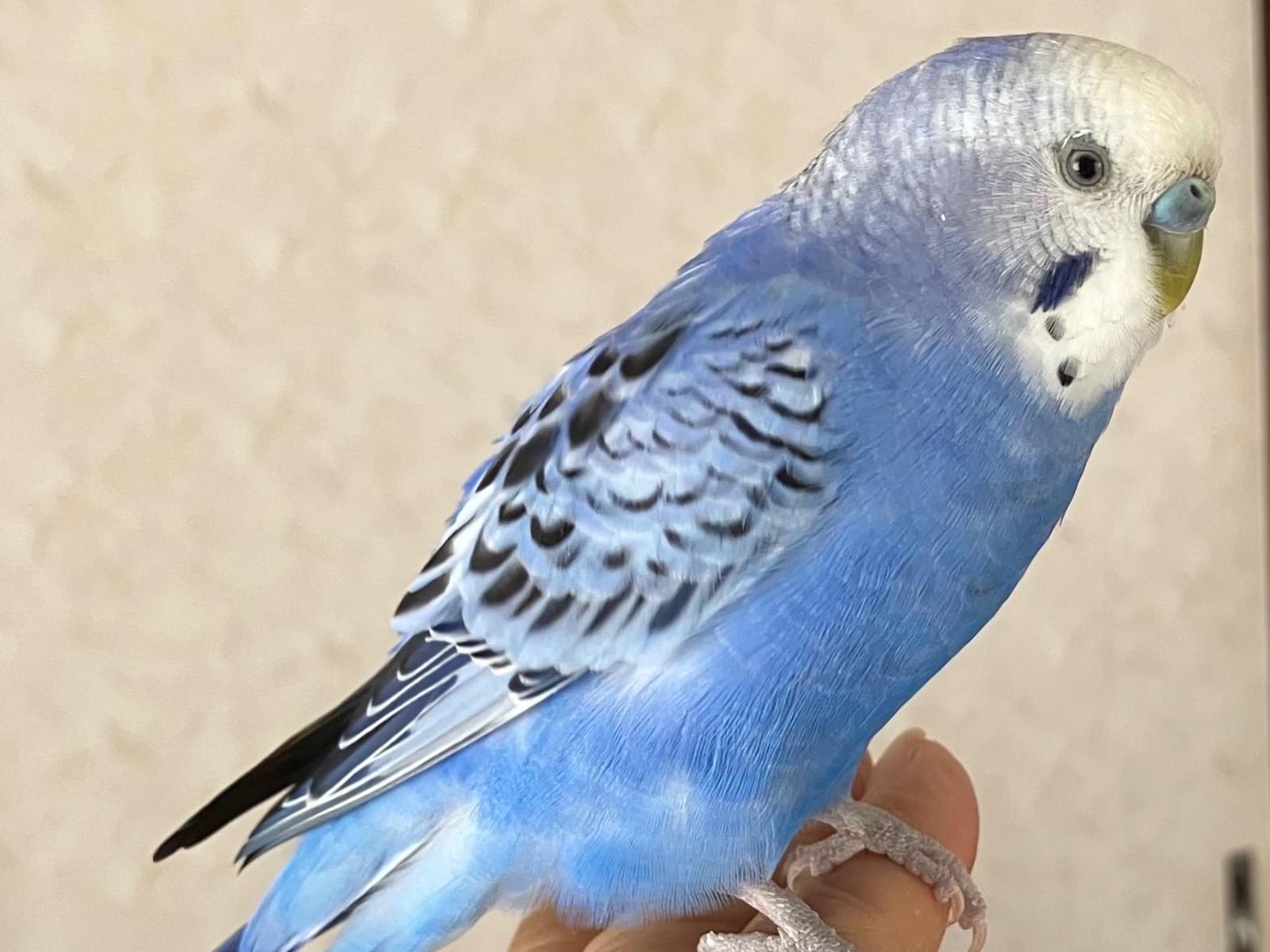 保護された鳥 保護された鳥