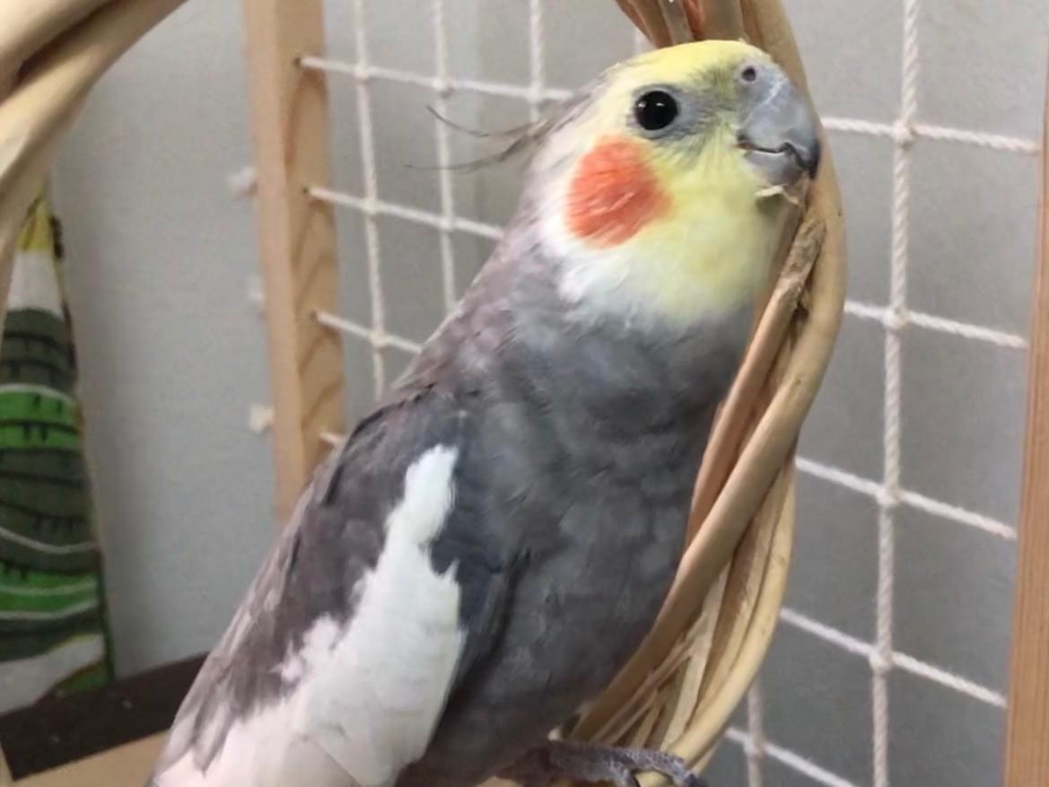 ニコたんちゃん ニコたんちゃん