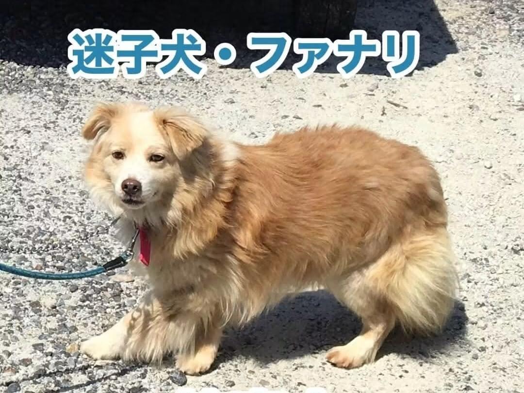 ファナリちゃん ファナリちゃん