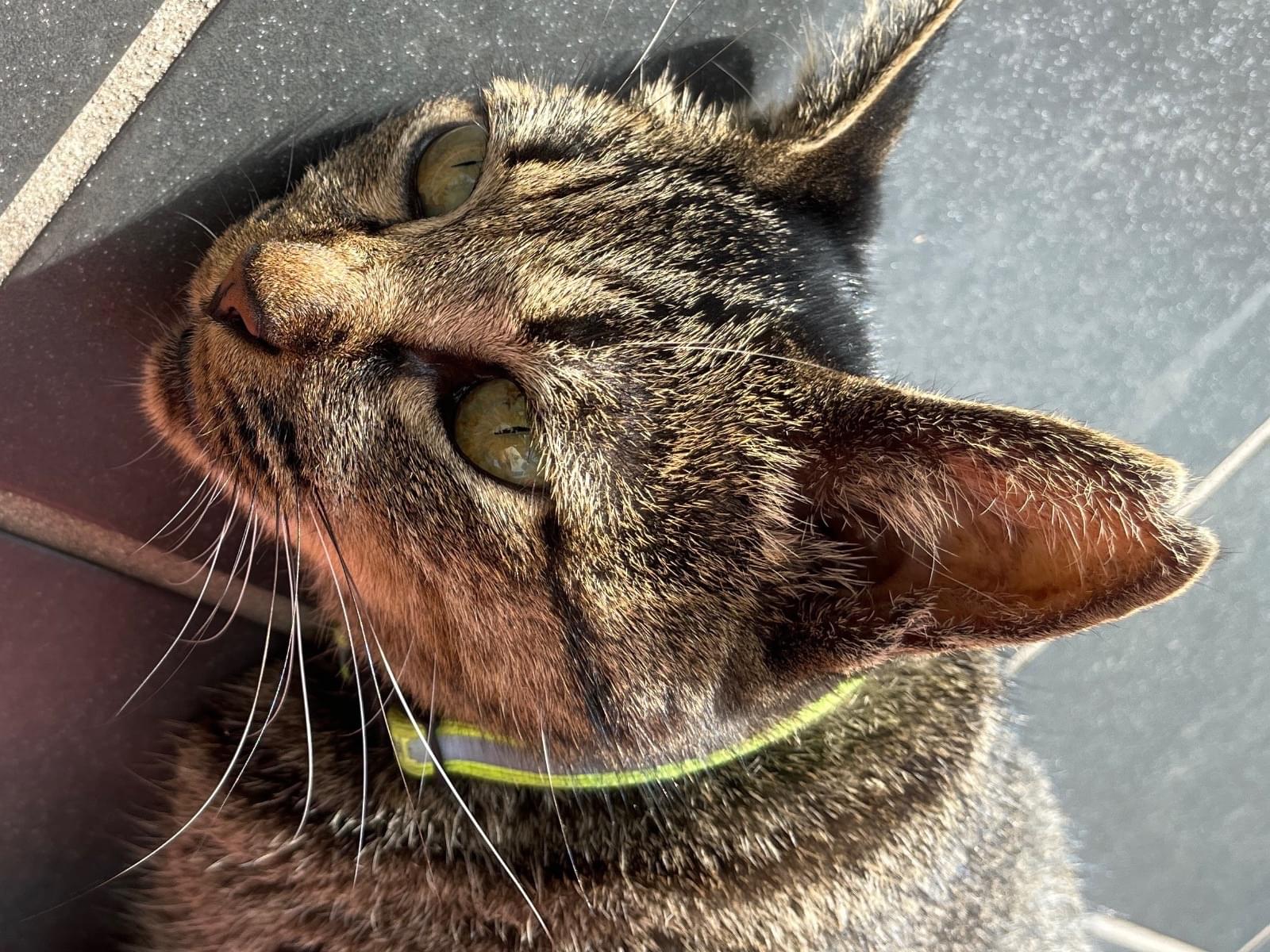 目撃された猫 目撃された猫