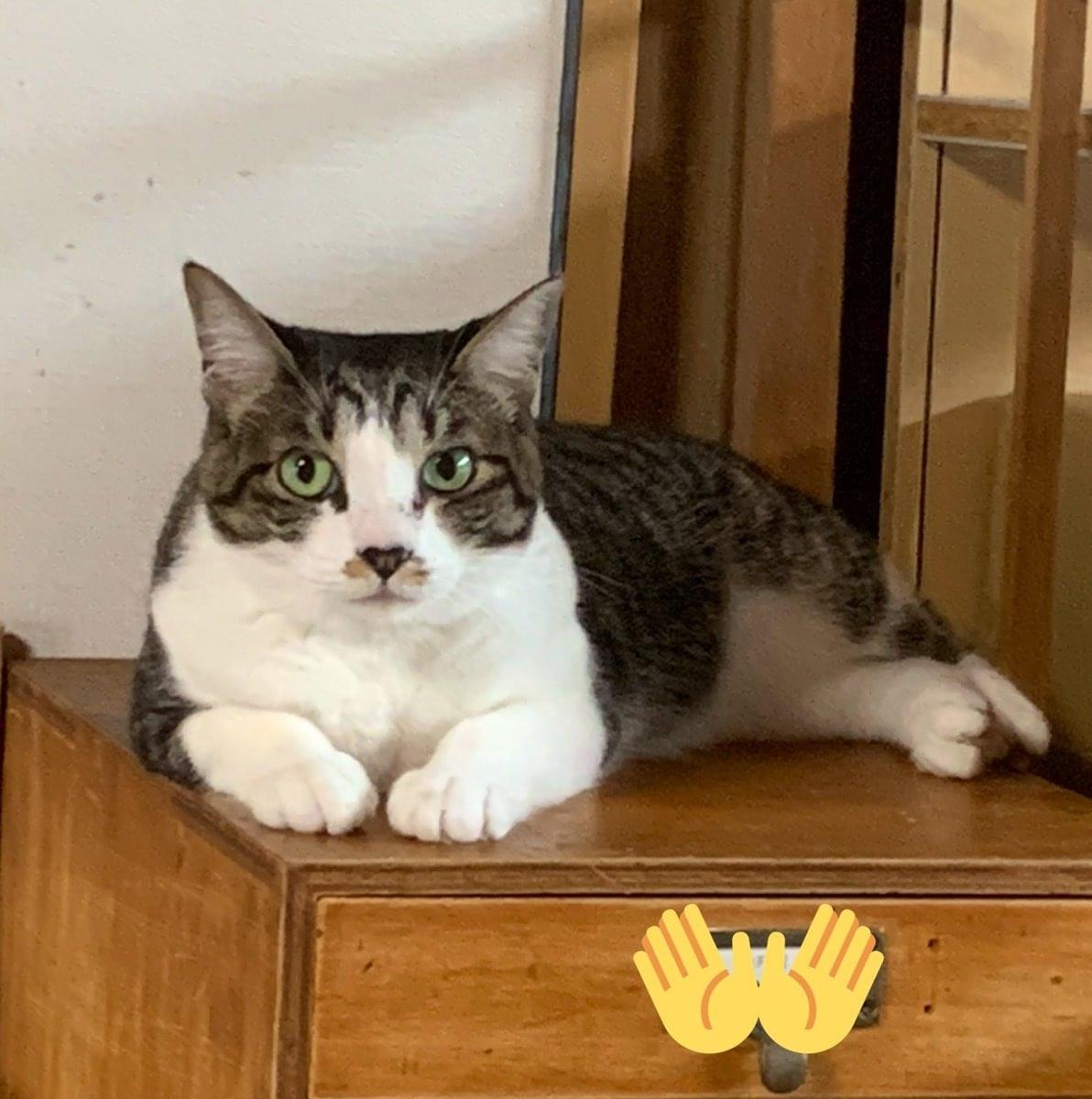 尻尾の短いキジトラ白を探しています