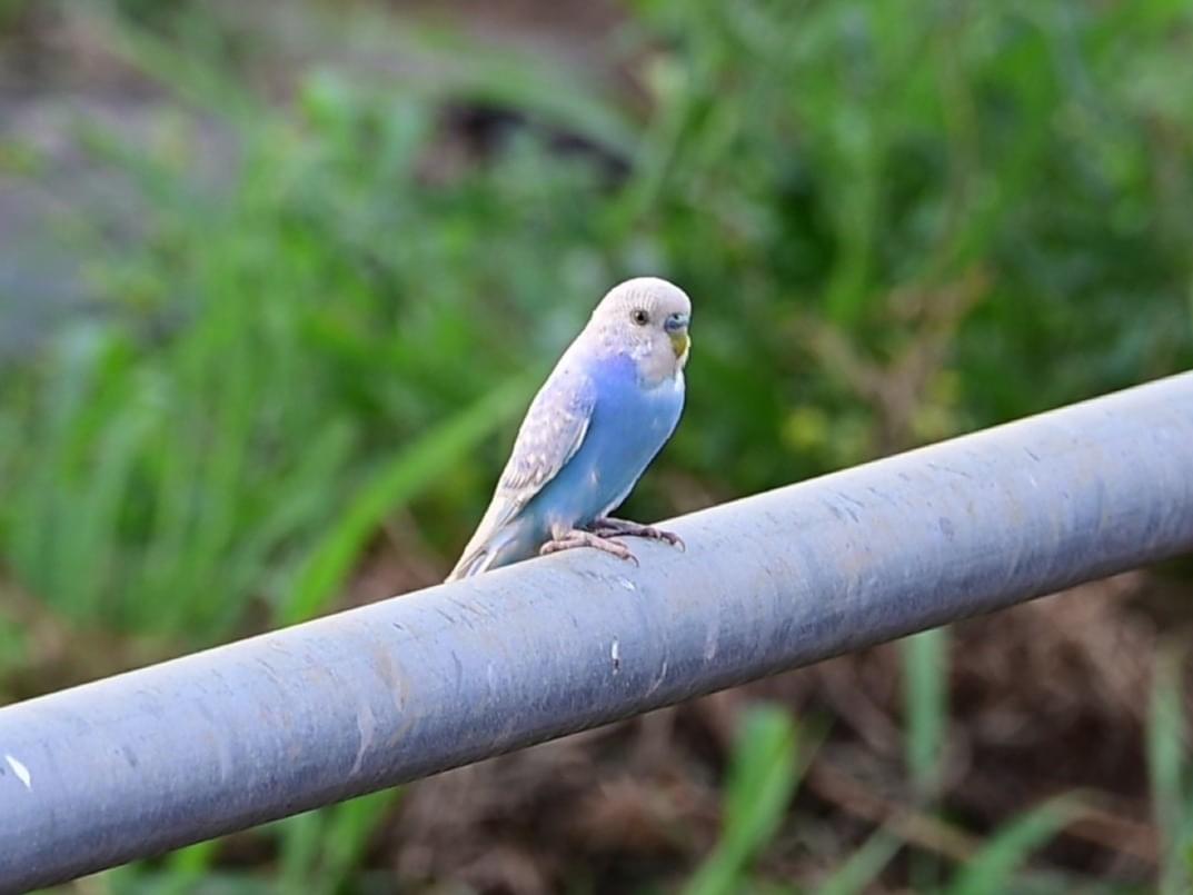 目撃された鳥
