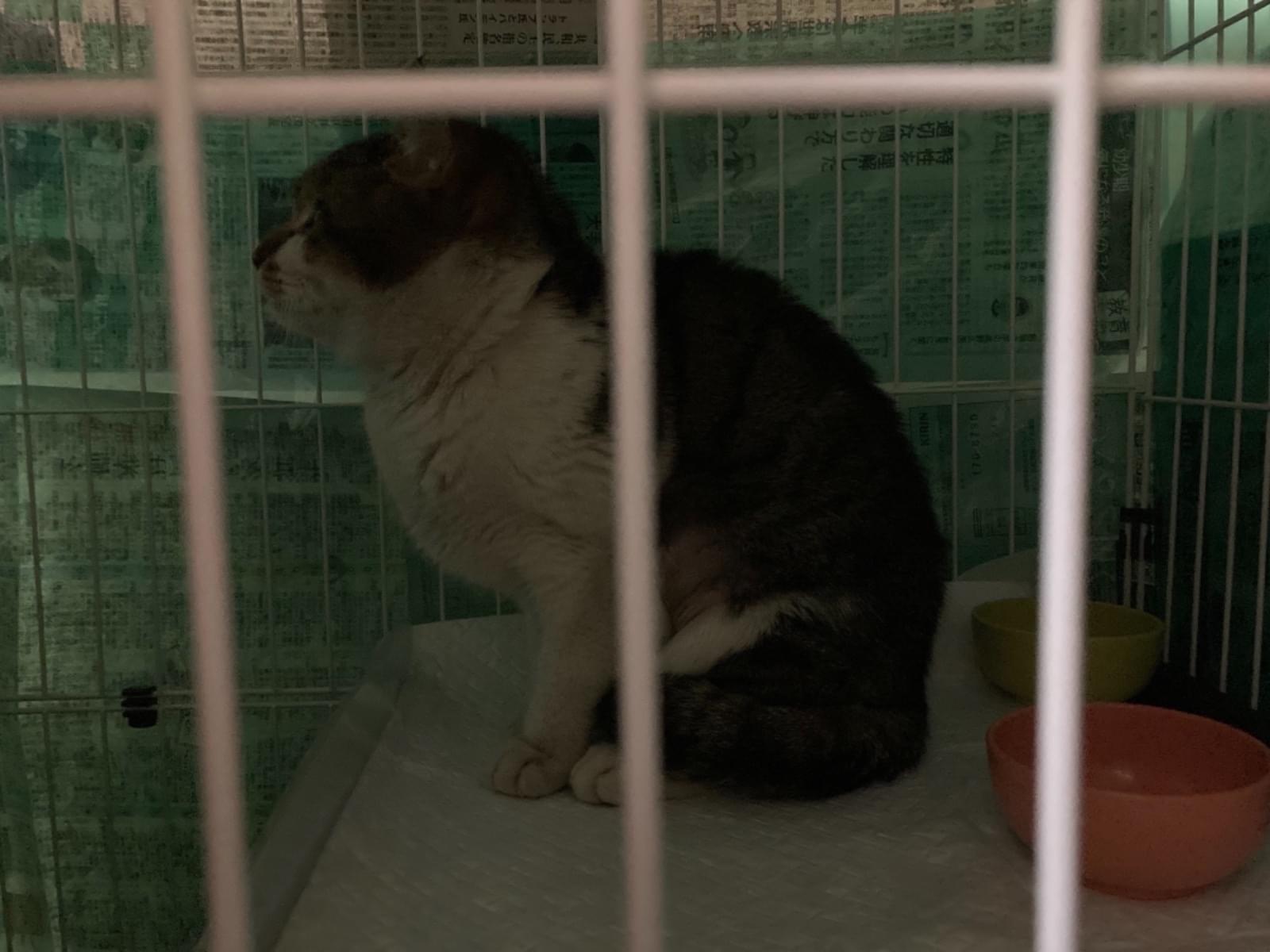 保護された猫 保護された猫