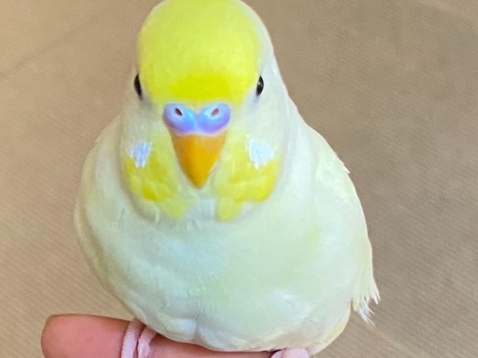 ピッポちゃん ピッポちゃん