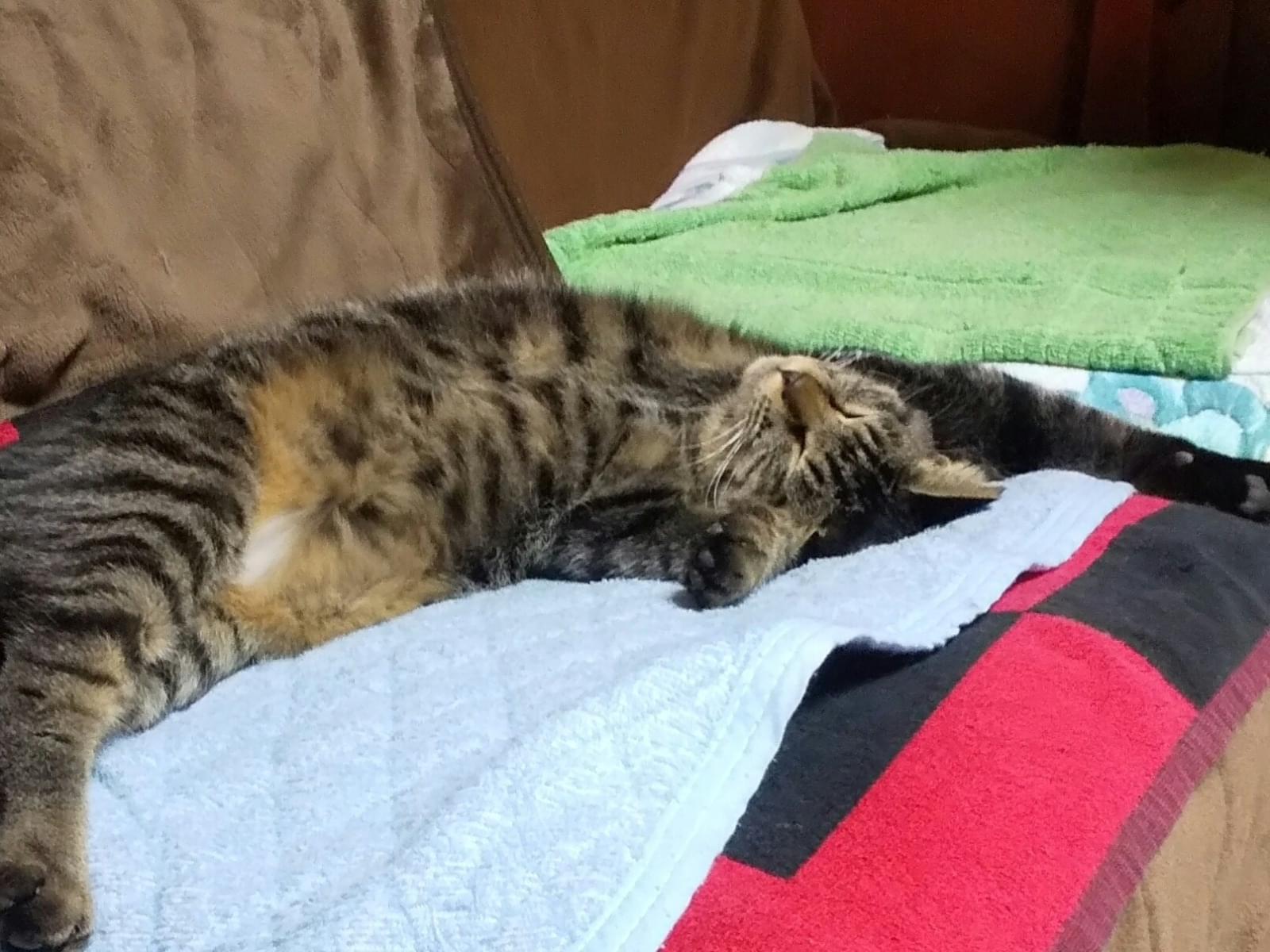 みみちゃん みみちゃん