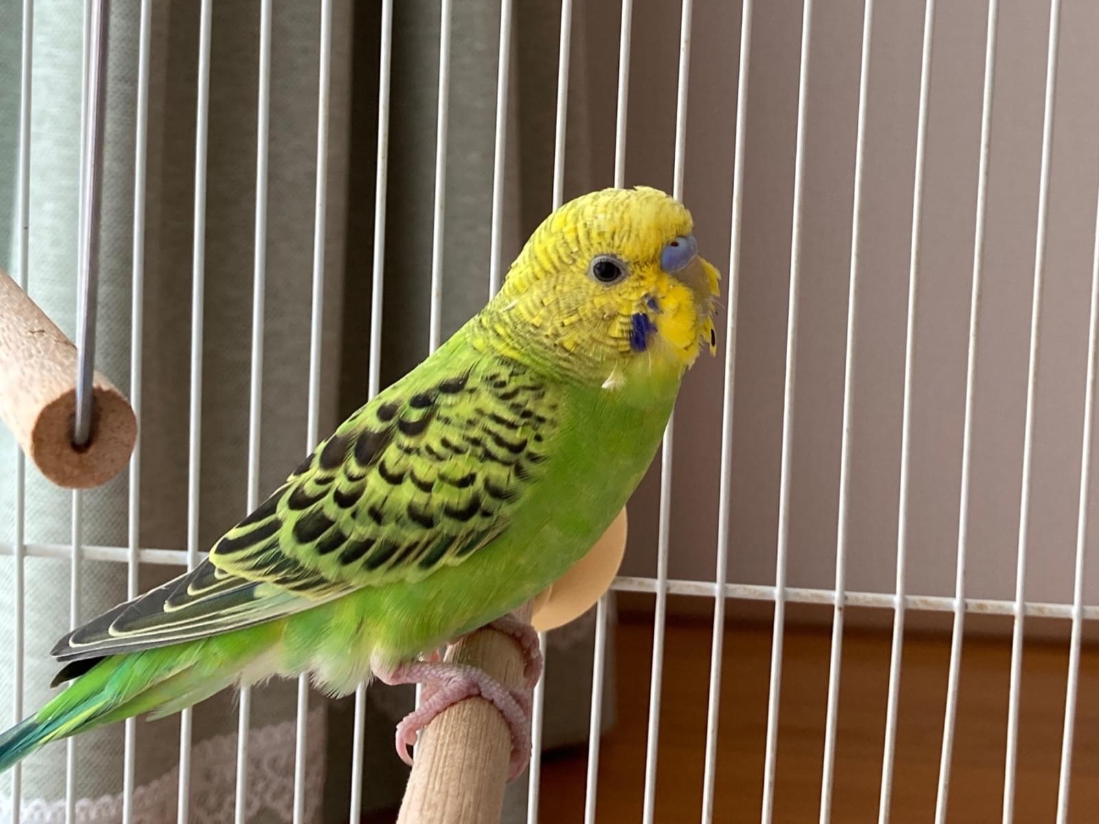 保護された鳥 保護された鳥