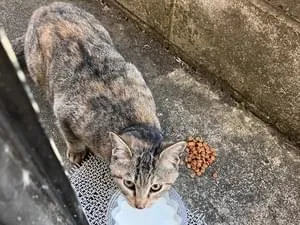 迷子猫見かけました