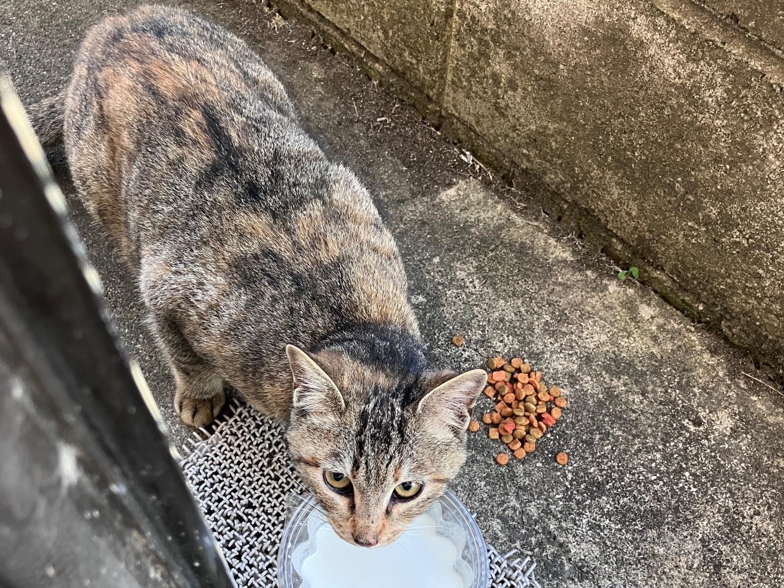 目撃された猫 目撃された猫