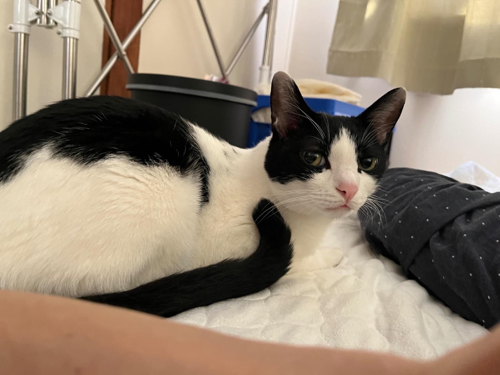 保護された猫 保護された猫