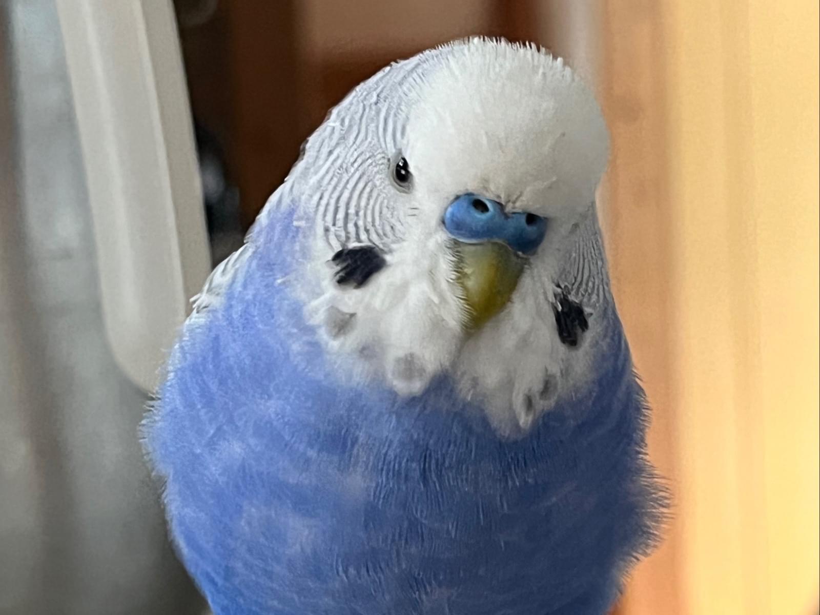 カリーナちゃん