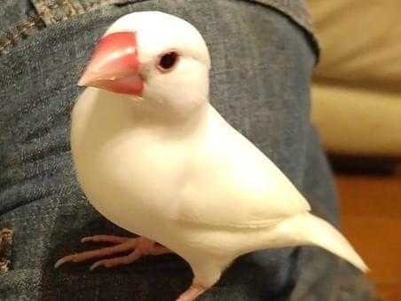 保護された鳥 保護された鳥