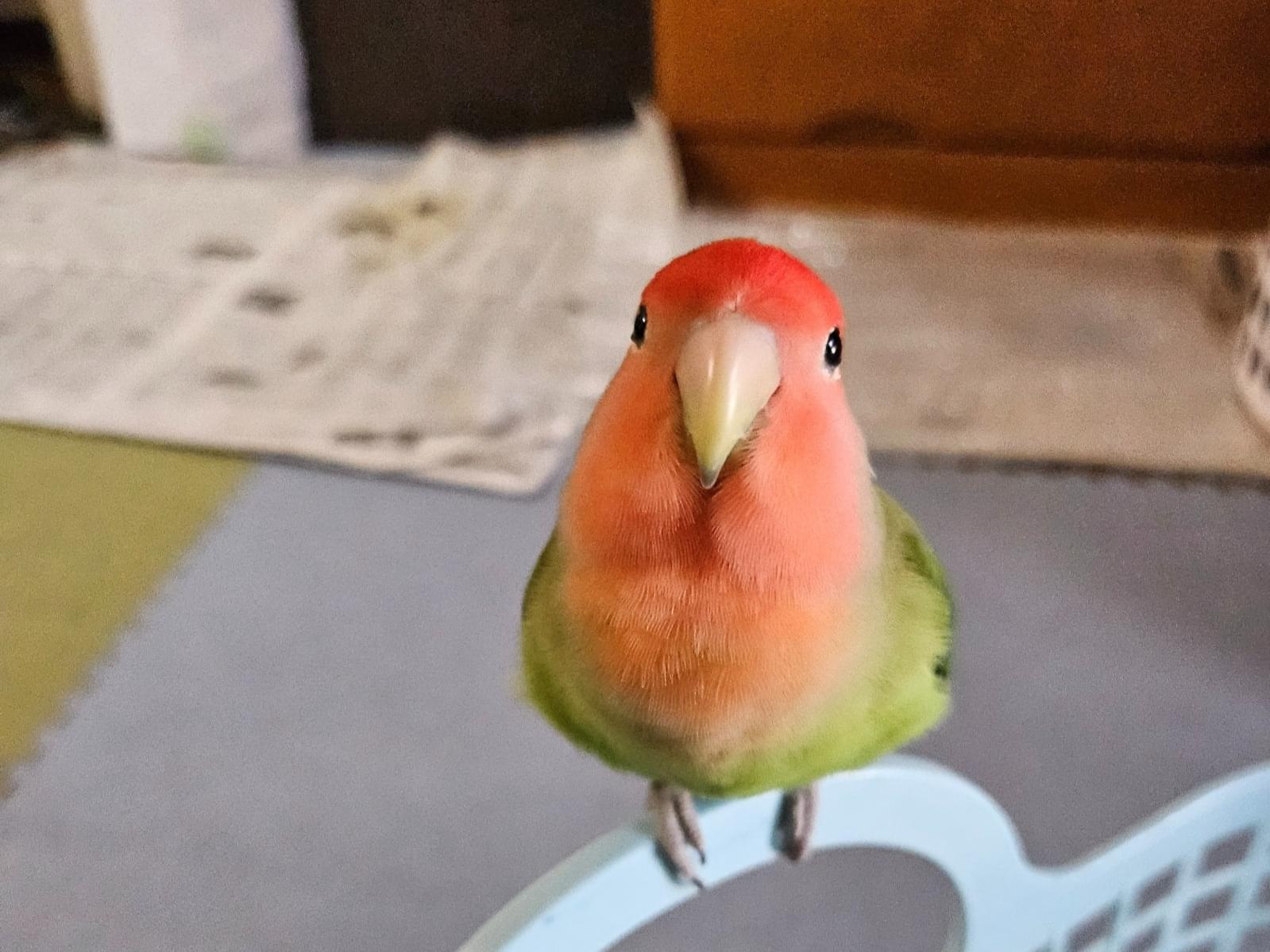 ぶぅまちゃん