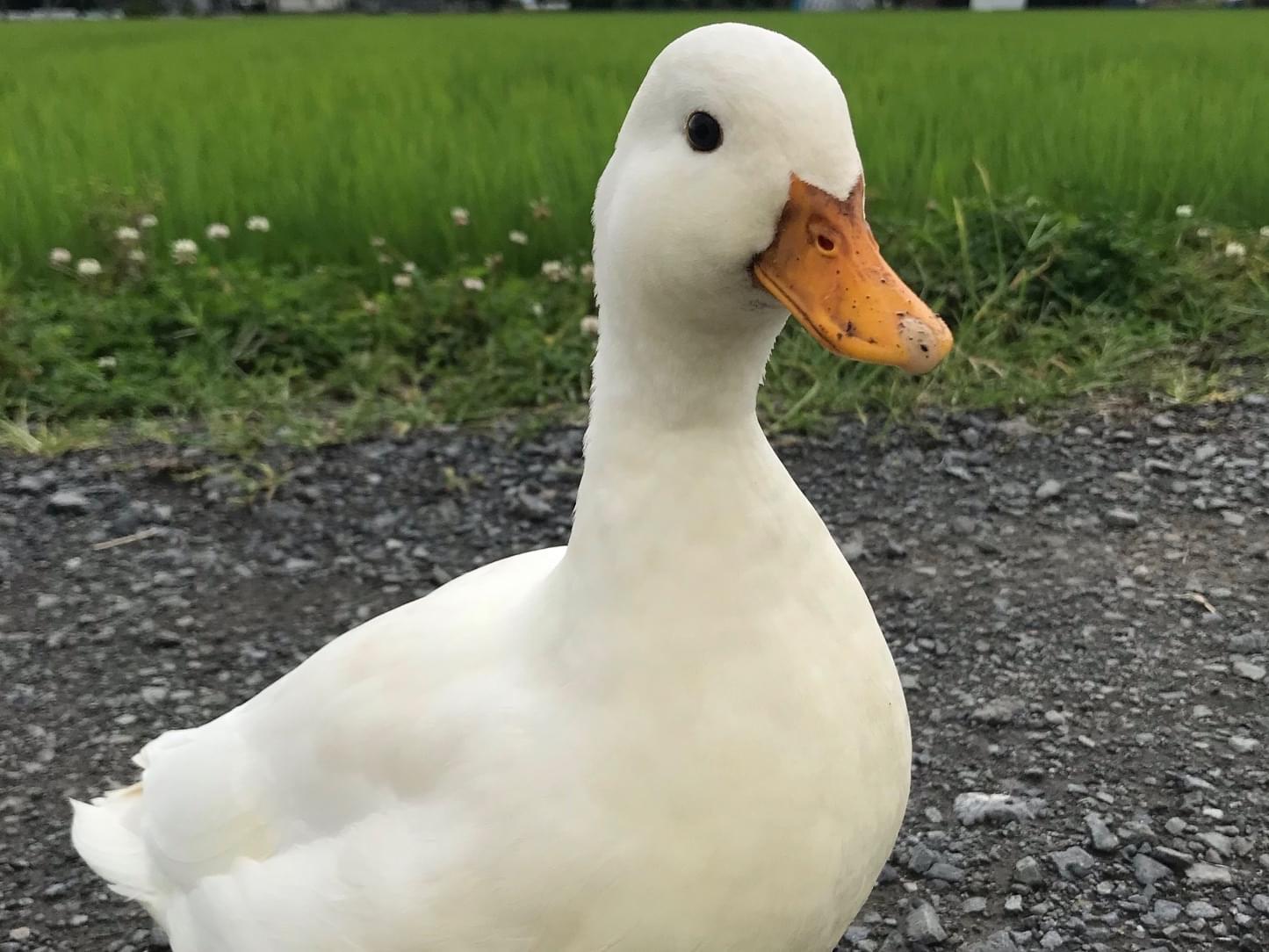 もち吉ちゃん もち吉ちゃん