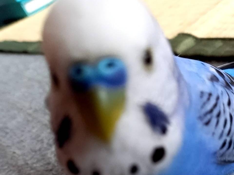 ピーちゃん ピーちゃん