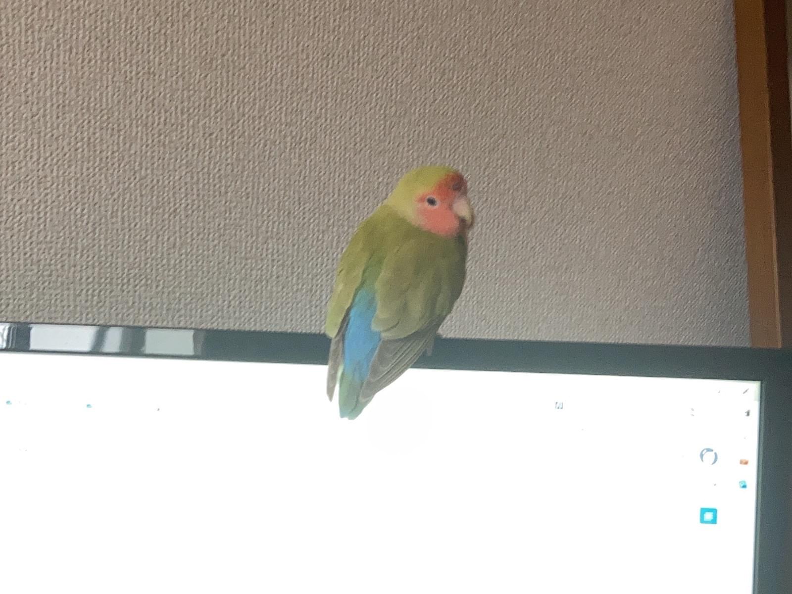 目撃された鳥 目撃された鳥