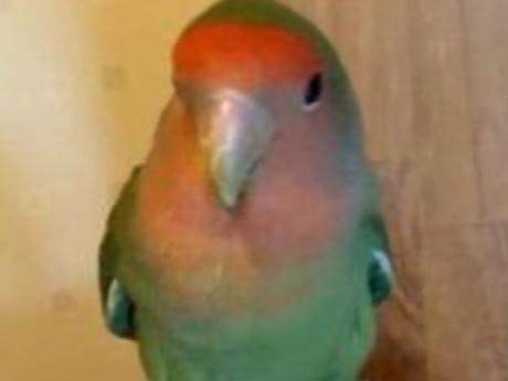 保護された鳥 保護された鳥