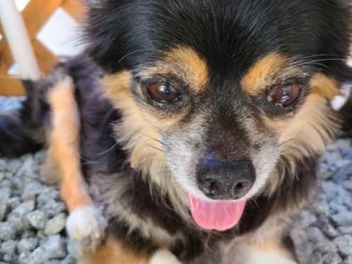 保護された犬 保護された犬