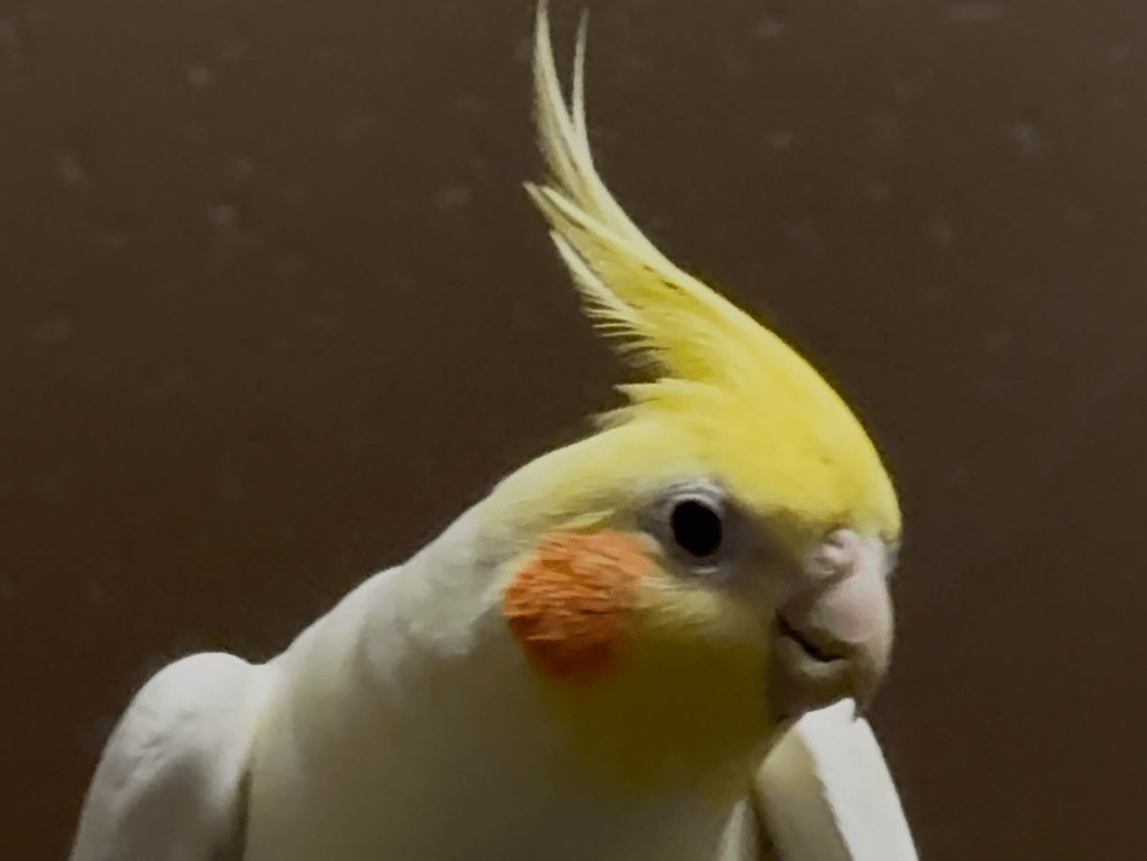 とろろちゃん