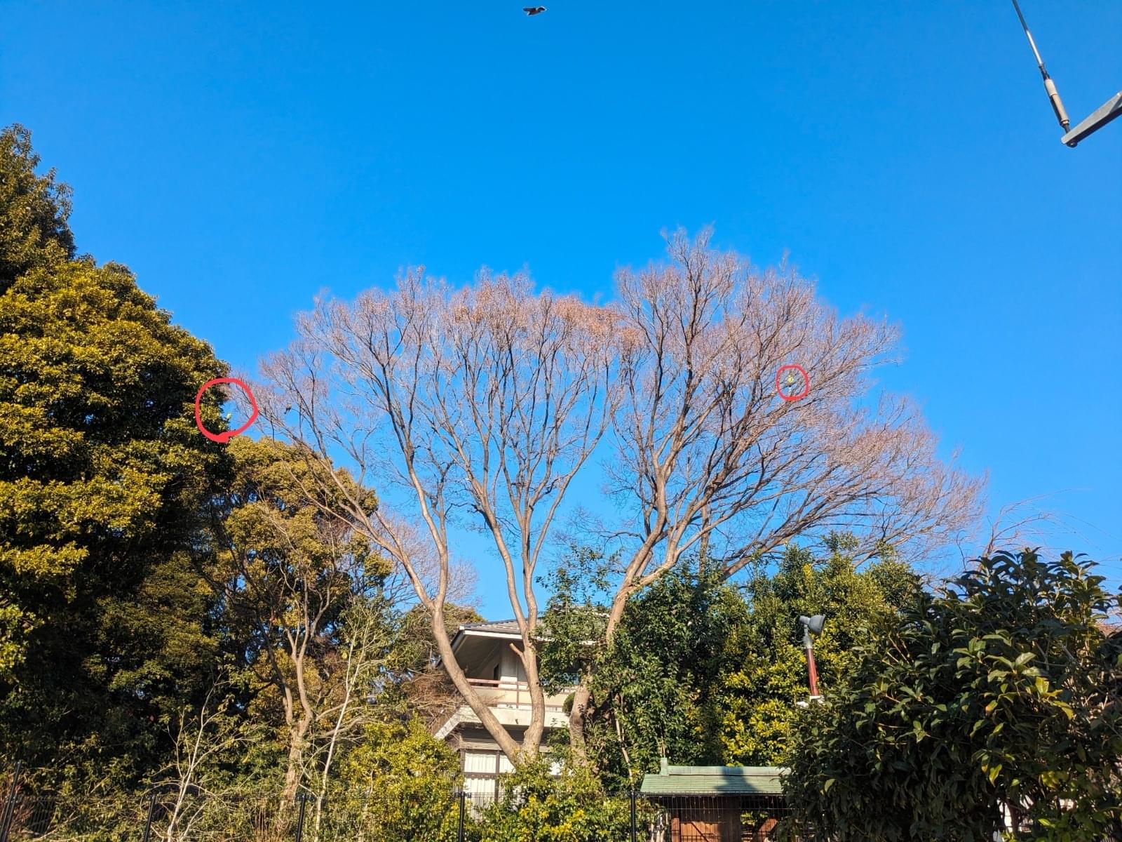 目撃された鳥 目撃された鳥