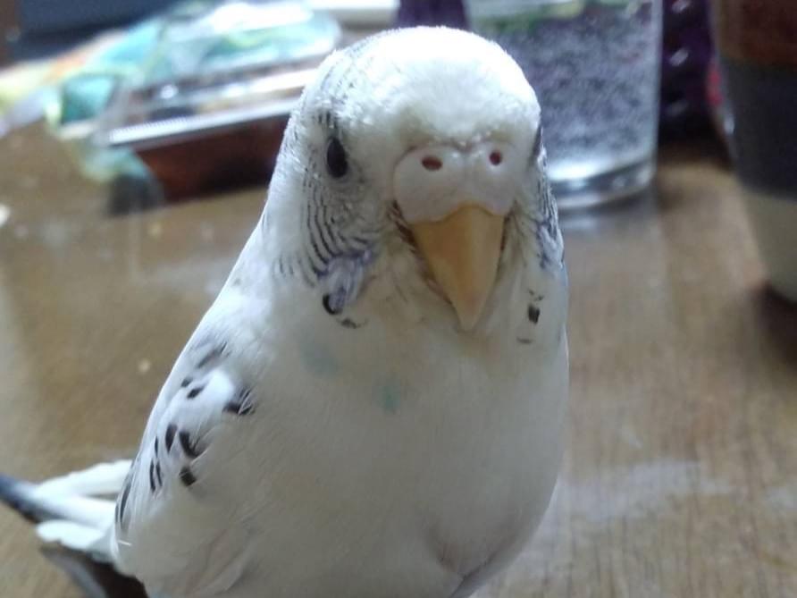 ココちゃん ココちゃん
