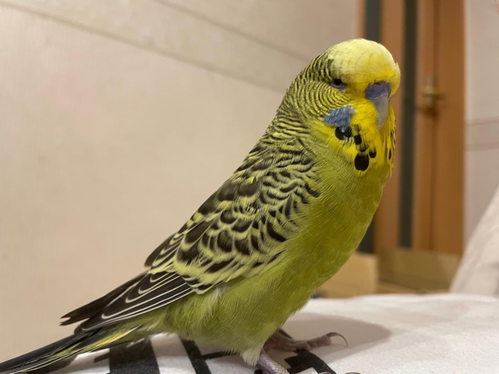 タケちゃん タケちゃん