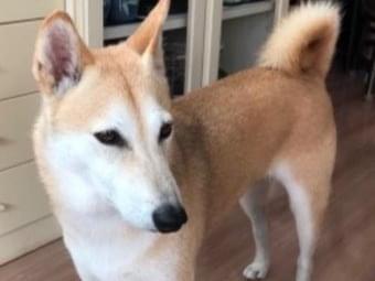 こむぎちゃん こむぎちゃん