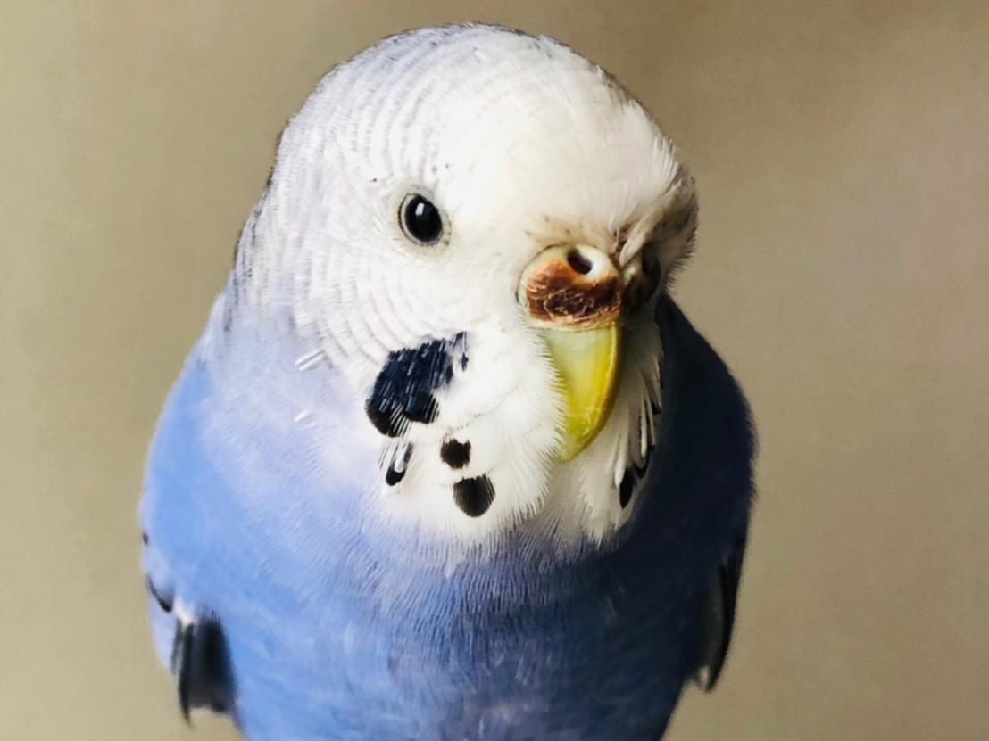 テンちゃん テンちゃん