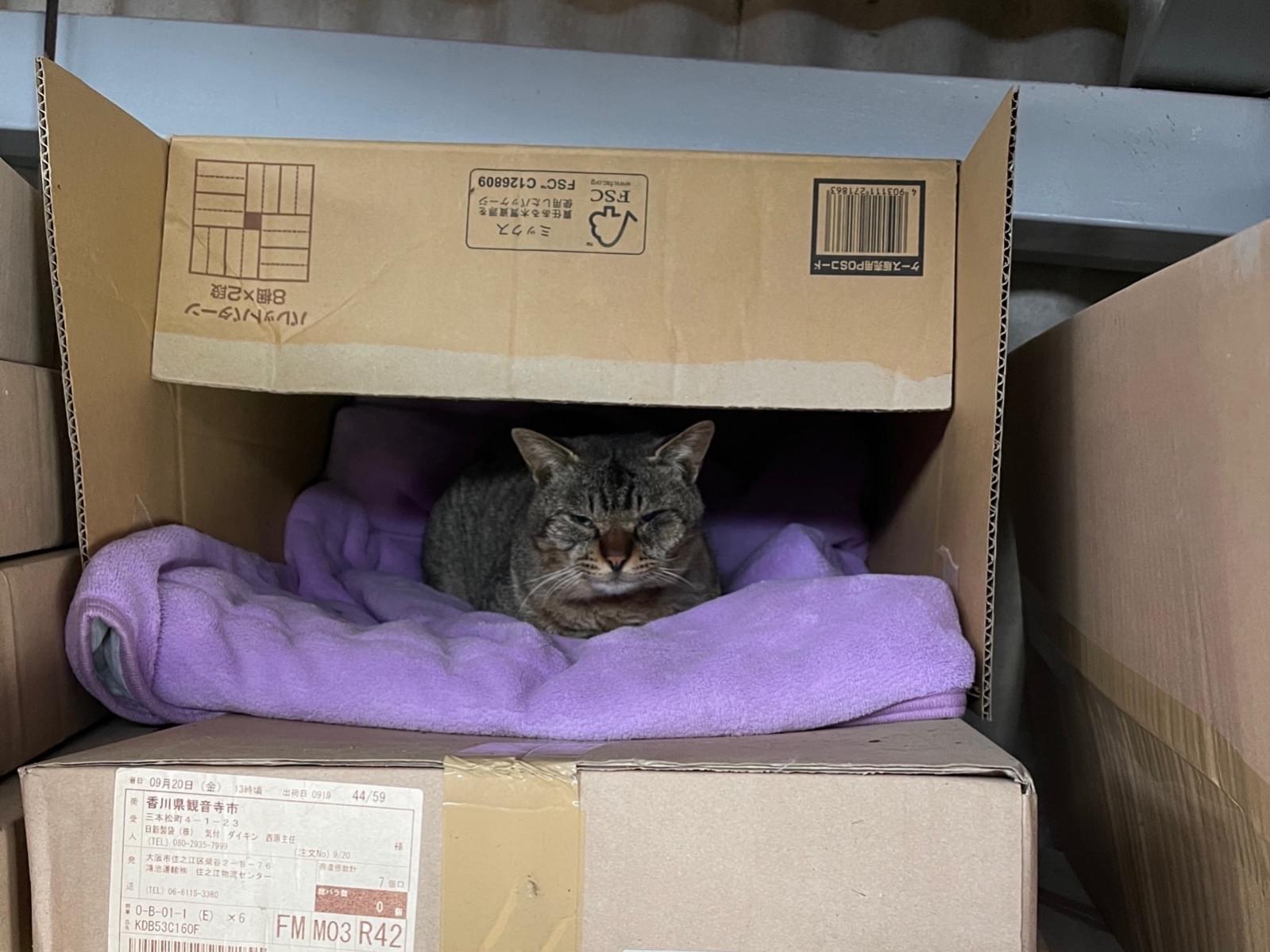 目撃された猫 目撃された猫