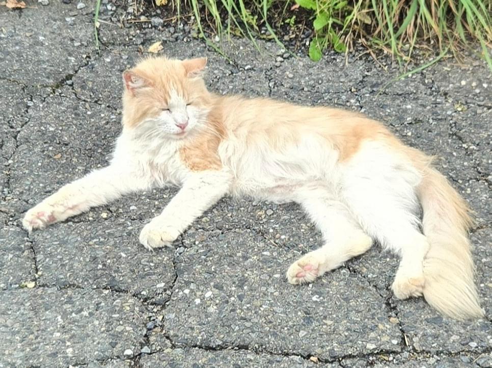 目撃された猫