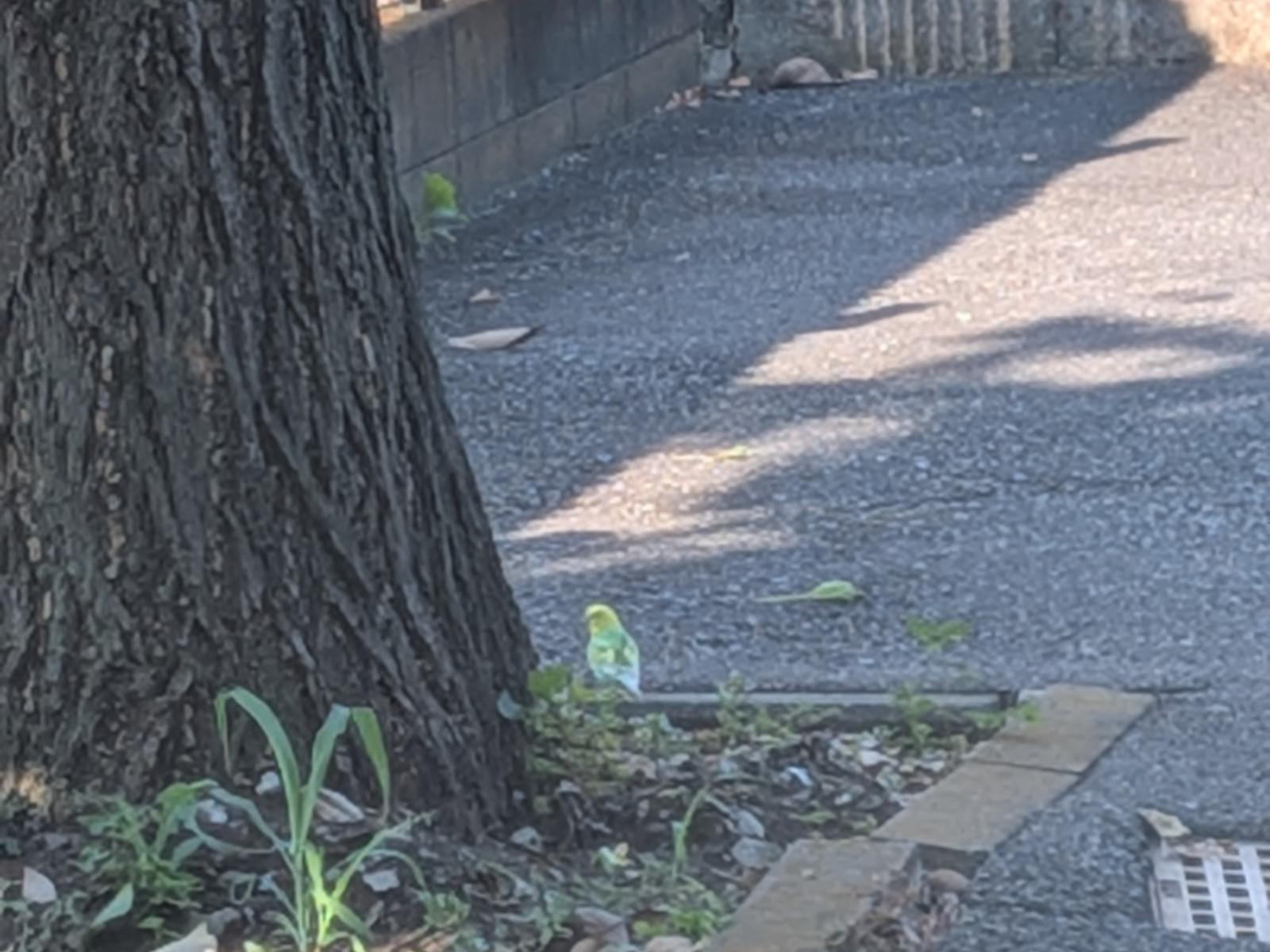 目撃された鳥