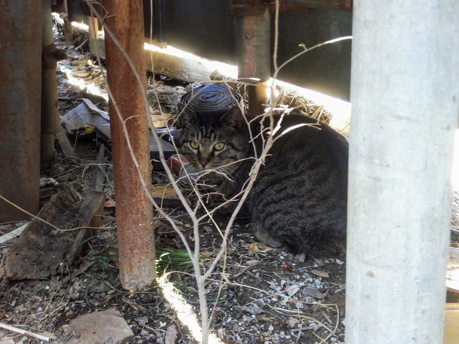 目撃された猫 目撃された猫