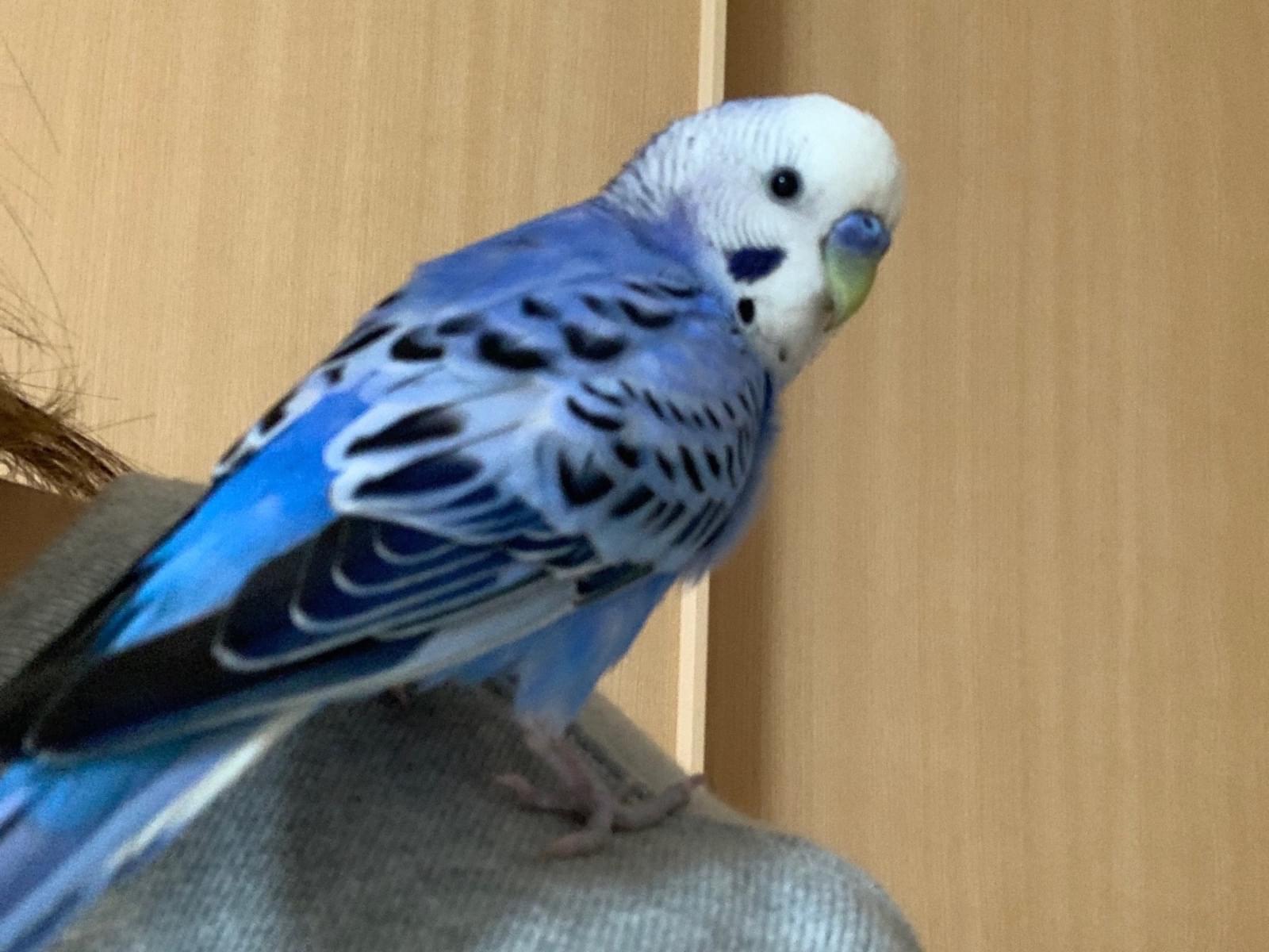 保護された鳥 保護された鳥