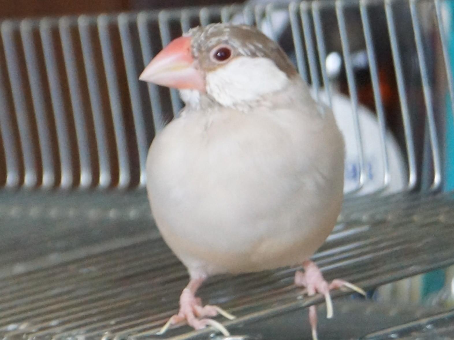 シナモンちゃん シナモンちゃん