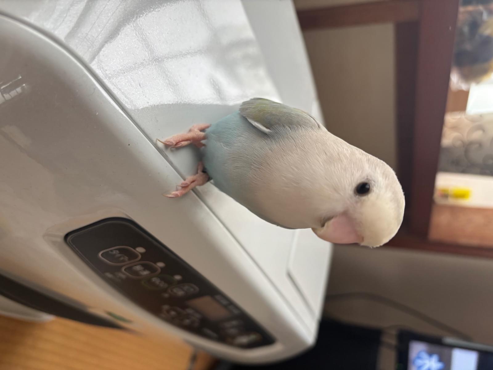ニッキちゃん ニッキちゃん