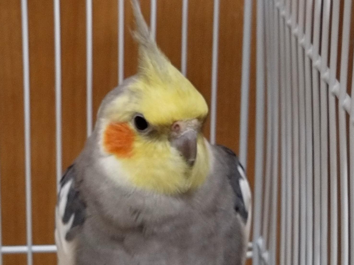 ぽぽちゃん ぽぽちゃん