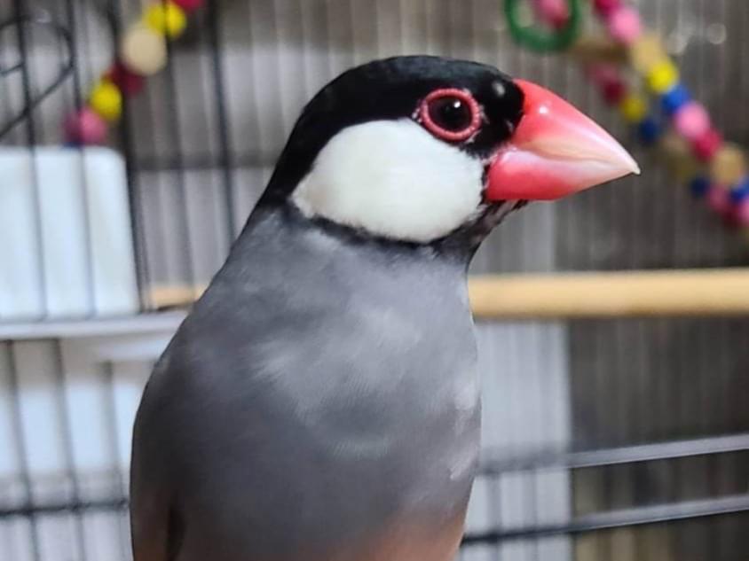 ぼたんちゃん