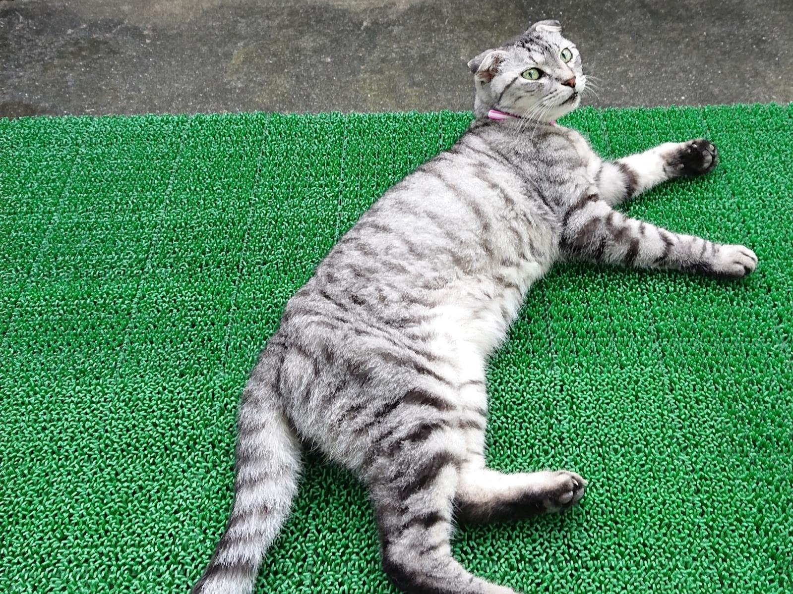 保護された猫 保護された猫