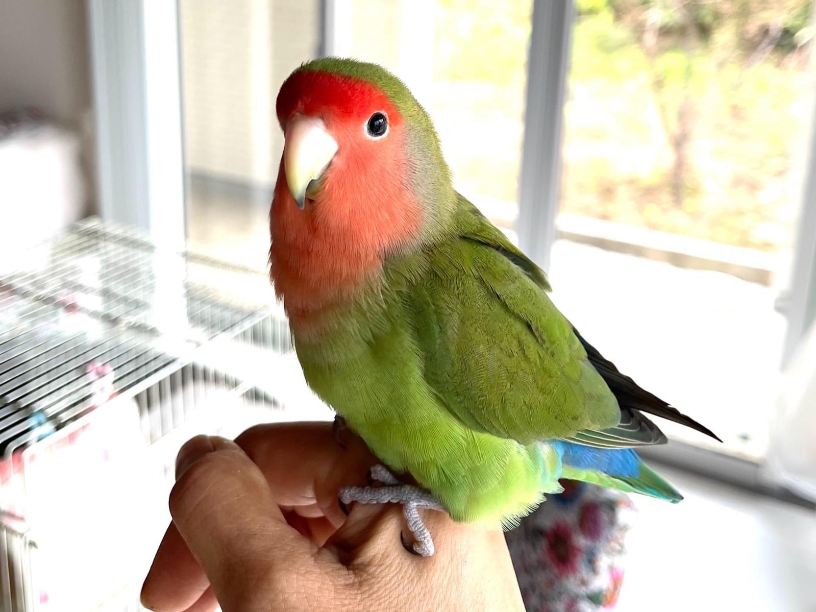 わさびちゃん わさびちゃん