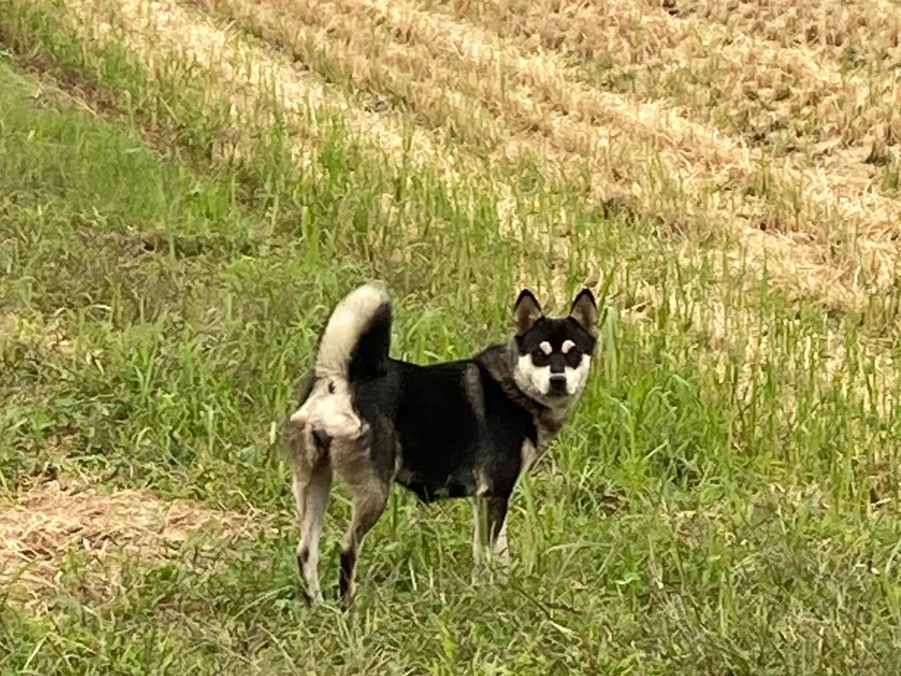 目撃された犬 目撃された犬