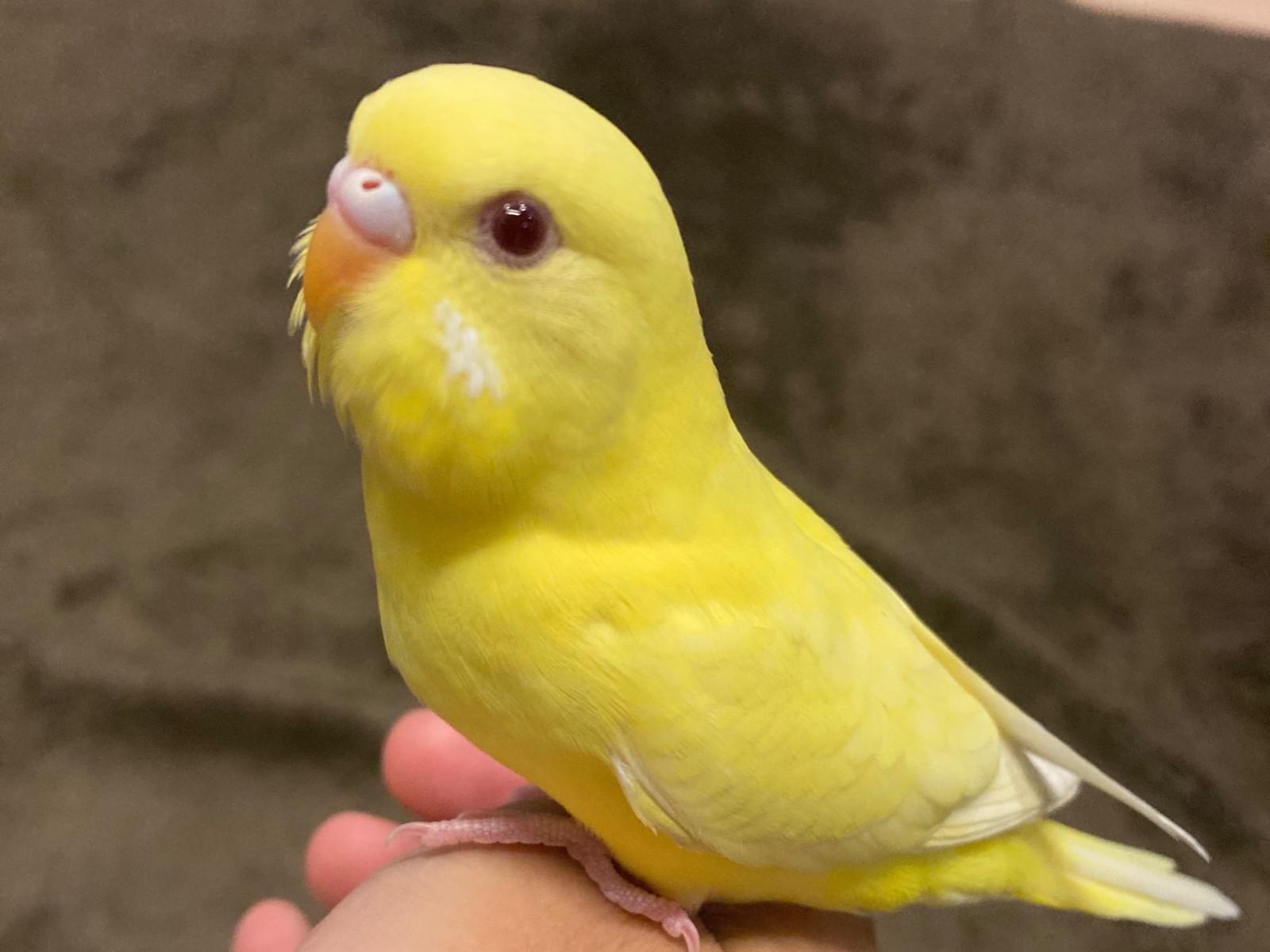 レモンちゃん レモンちゃん