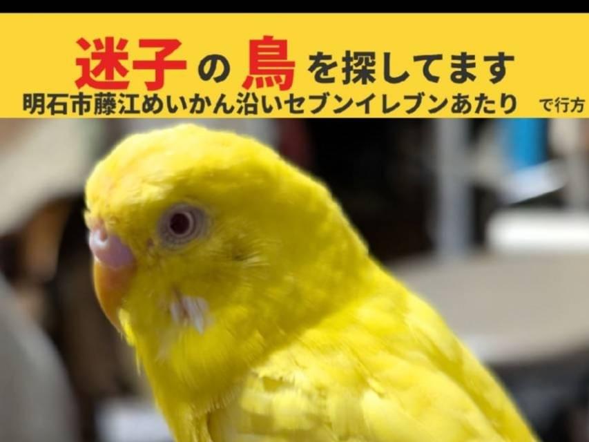 レモンちゃん