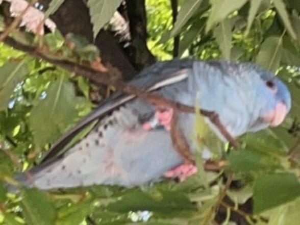 目撃された鳥 目撃された鳥